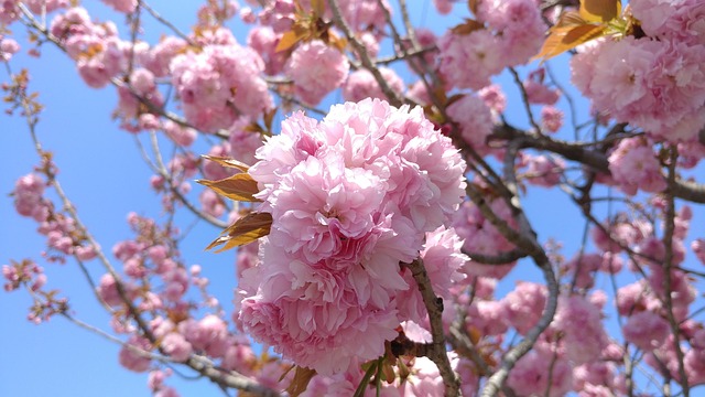 Free Flower Cherry Blossom photo and picture