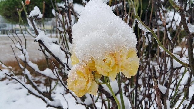 Free Snow Rose photo and picture