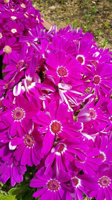 Free Flower Pink photo and picture