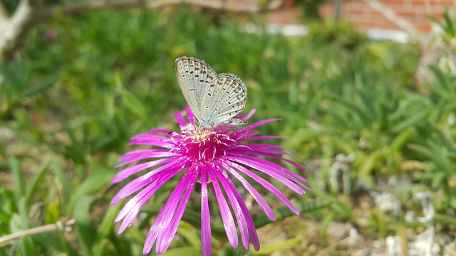 Free Flower Butterfly photo and picture