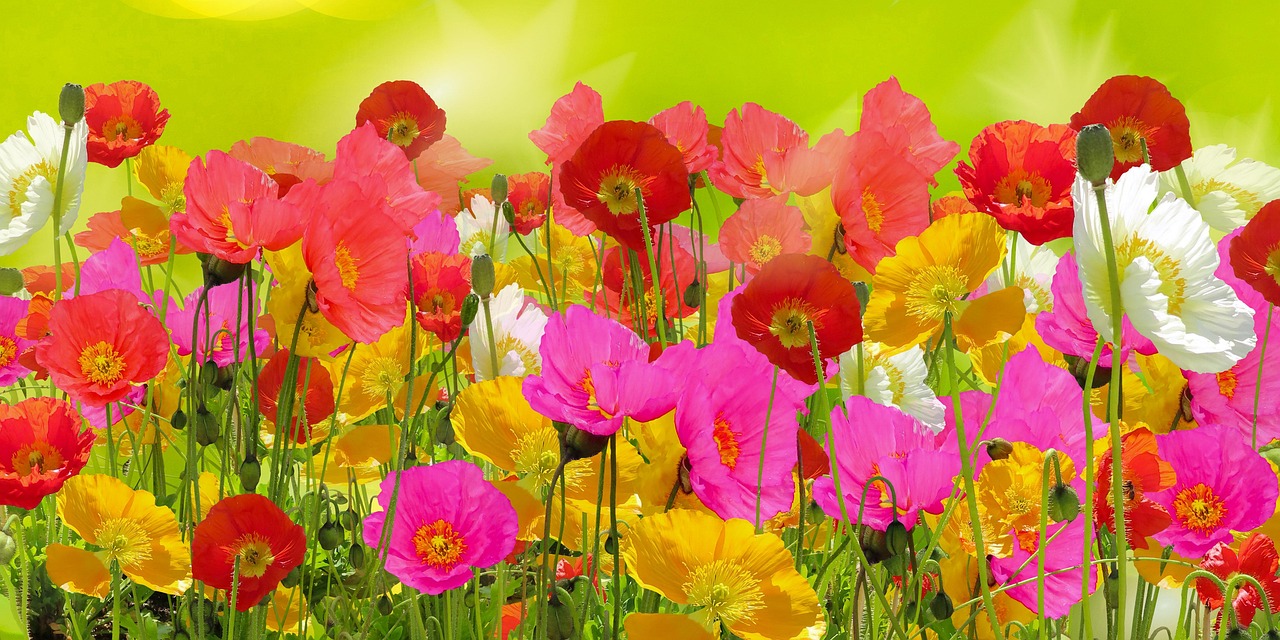 https://cdn.pixabay.com/photo/2021/07/05/09/33/poppies-6388625_1280.jpg