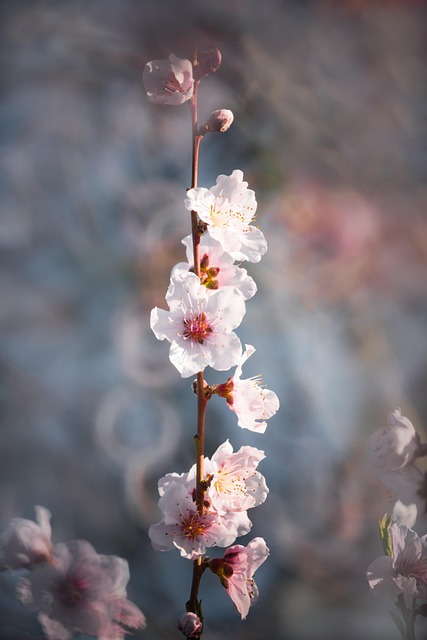 Free Flowers Blossoms photo and picture
