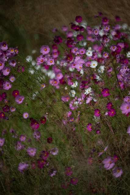 Free Flowers Pink photo and picture