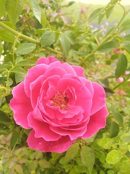 Free Rose Flower photo and picture