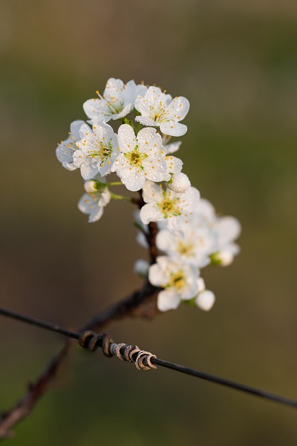 Free Flowers Blossoms photo and picture