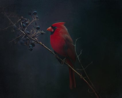 Free Cardinal Red photo and picture