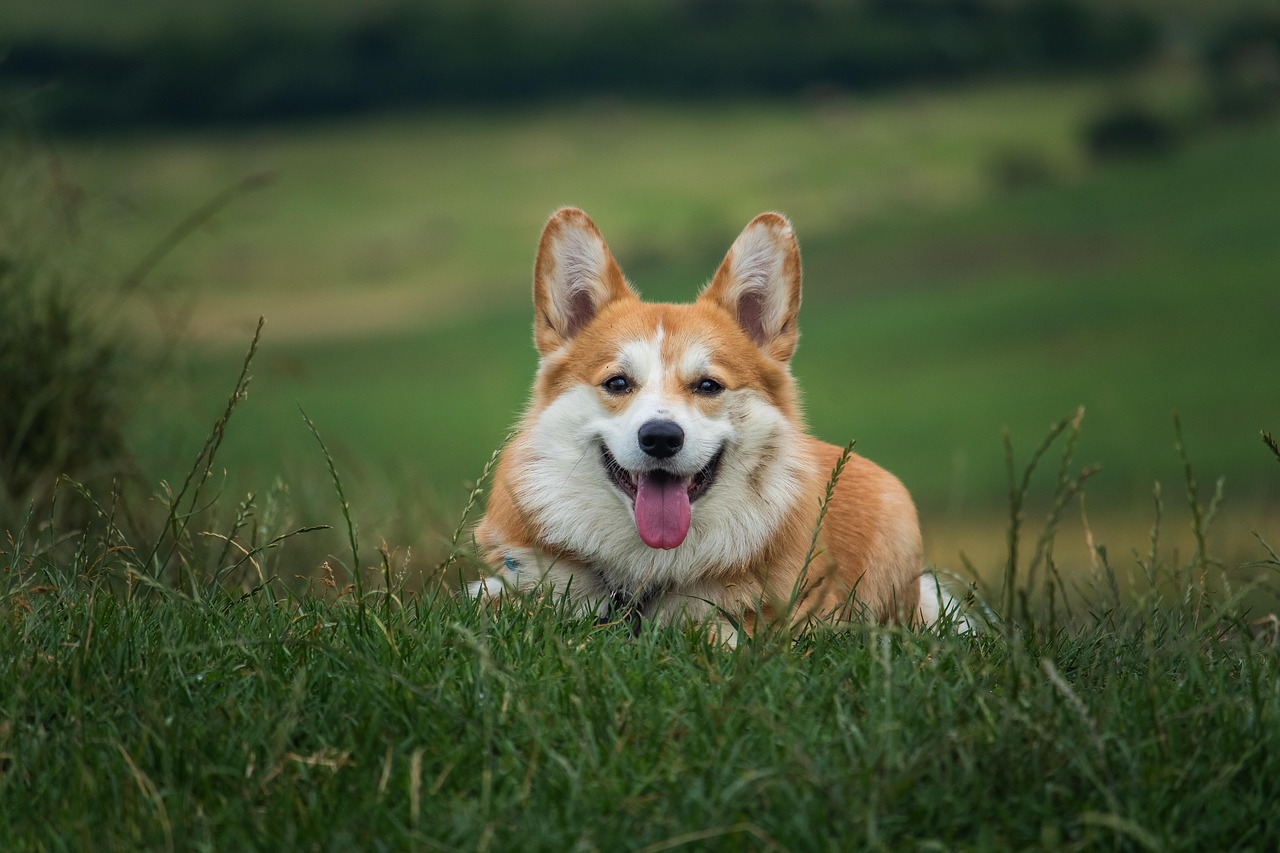 Plus De 40 000 Photos Gratuites De Chien Et De Animal Pixabay