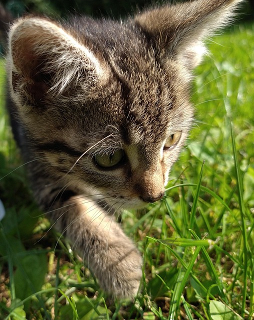 Free Kitten Pet photo and picture