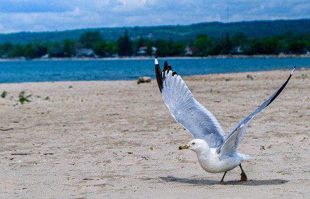 Möwe, Vogel, Seevögel, Tier, Sand