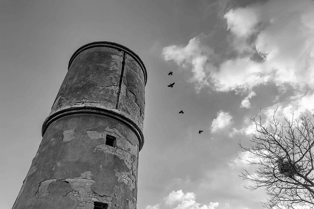 Flyve, Træ, Natur, Flyvende, Historiebog