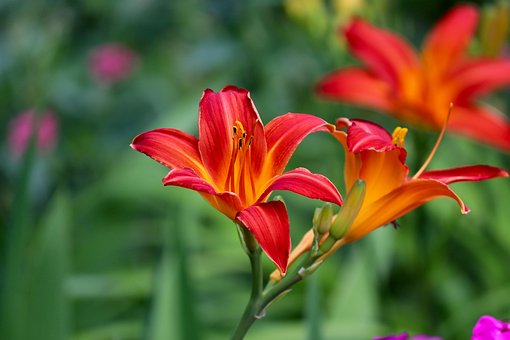 100以上の無料キスゲ 花画像