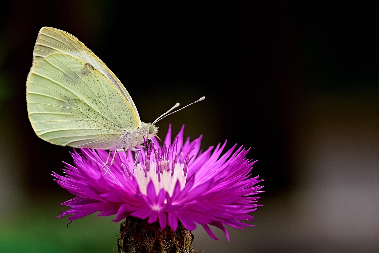 Butterfly Flower Pollinate Free photo on Pixabay Pixabay