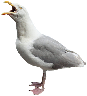 海鳥 鳥に関する90以上の無料イラスト Pixabay 海鳥 鳥に関する90以上の無料イラスト Pixabay