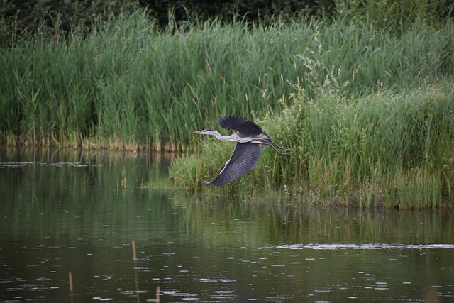 Free Heron Bird photo and picture