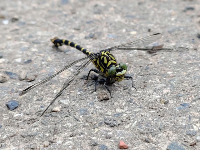 Free Dragonfly Animal photo and picture