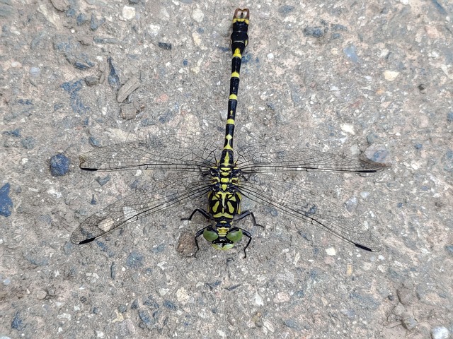 Free Dragonfly Animal photo and picture