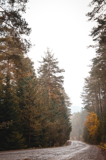 Free Forest Trees photo and picture