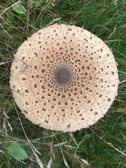 Free Mushroom Nature photo and picture