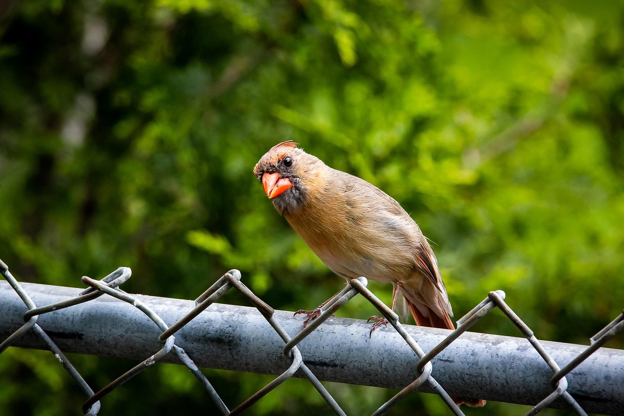 700+ Free Cardinals & Nature Images - Pixabay
