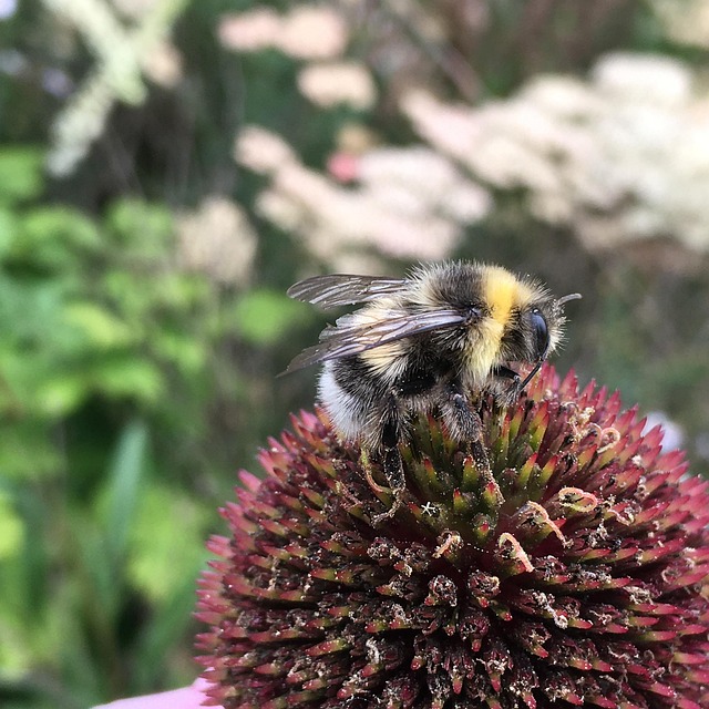 Free Bee Flower photo and picture