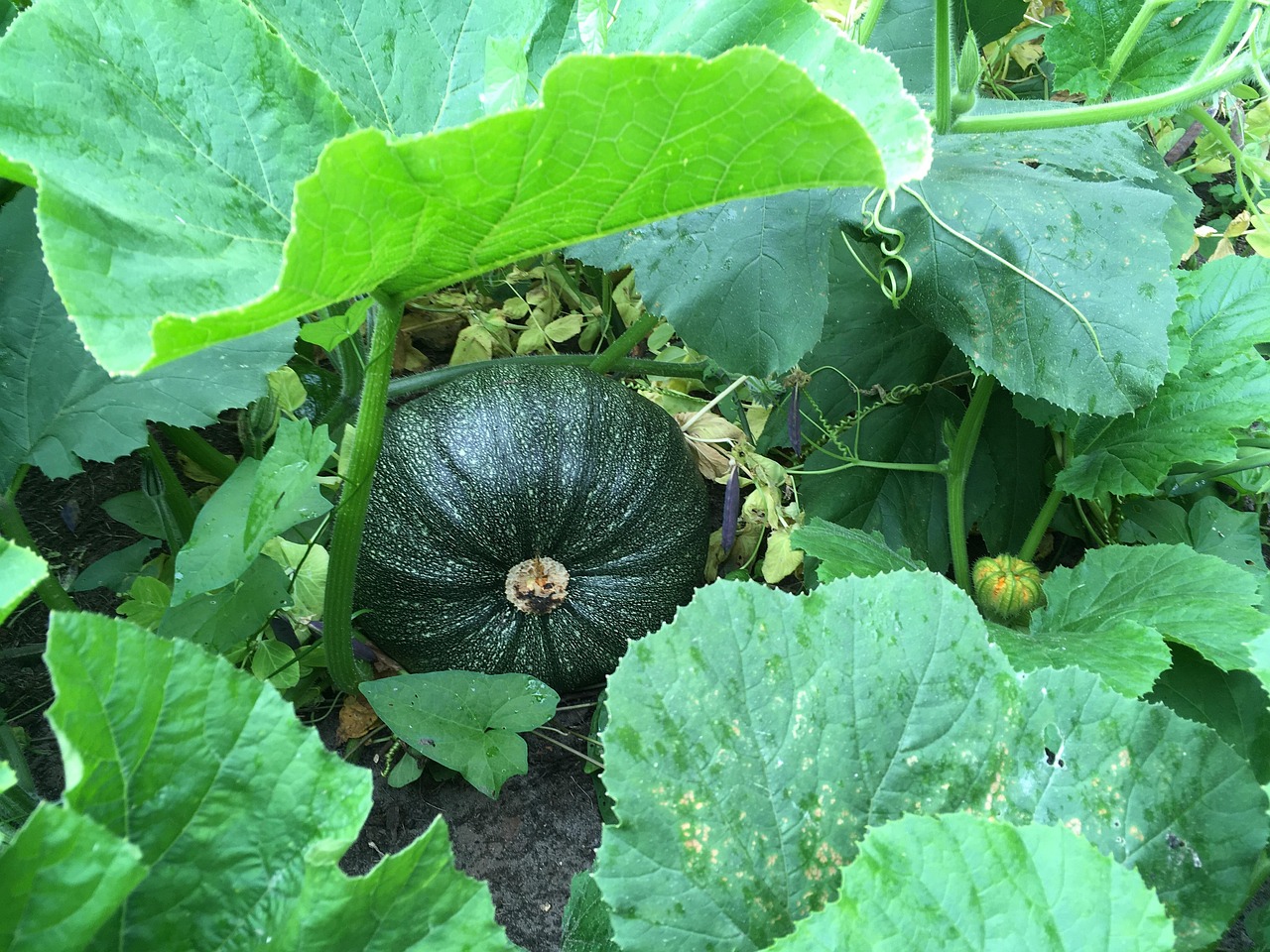 Zoom MAG II 9 Super Salt Plus Green Pumpkin