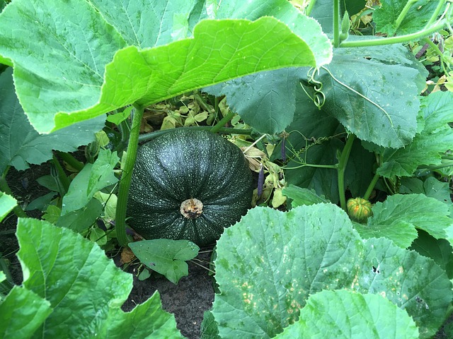 Free Pumpkin Kitchen Garden photo and picture