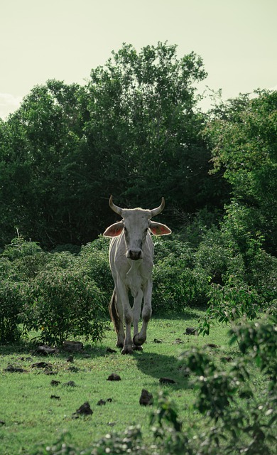 Vaca, Animal, Gado, Natureza, Relva