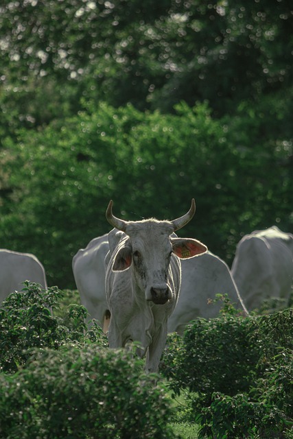 Vacas, Animais, Gado, Natureza, Relva