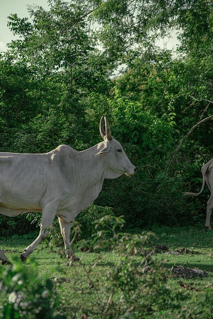 Vaca, Animal, Gado, Natureza, Relva