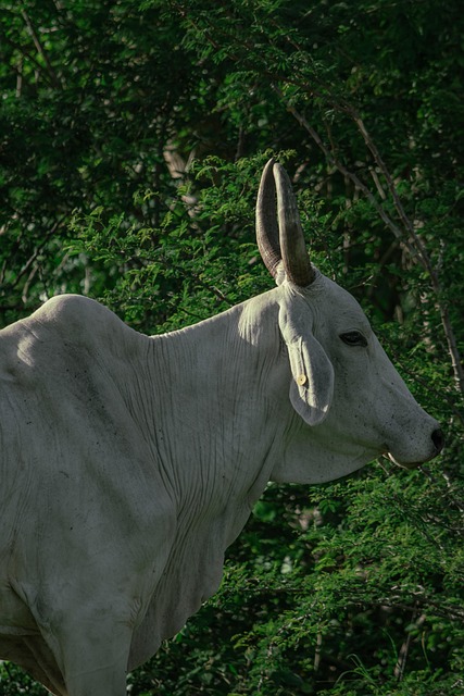 Vaca, Animal, Gado, Natureza, Relva