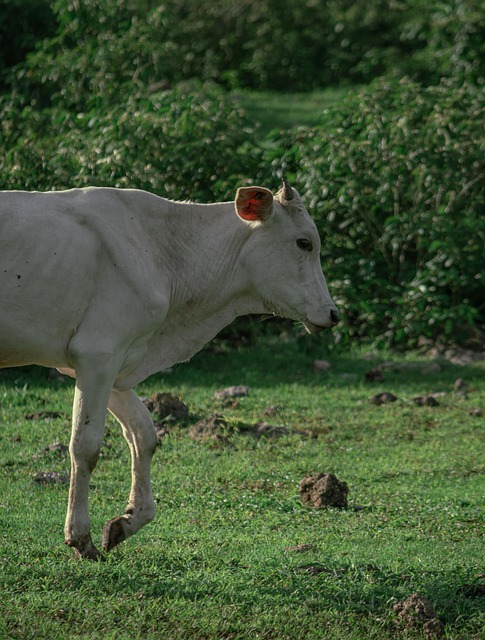 Vaca, Animal, Gado, Natureza, Relva
