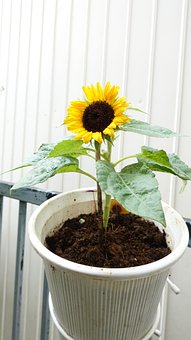 Free Sunflower Summer photo and picture
