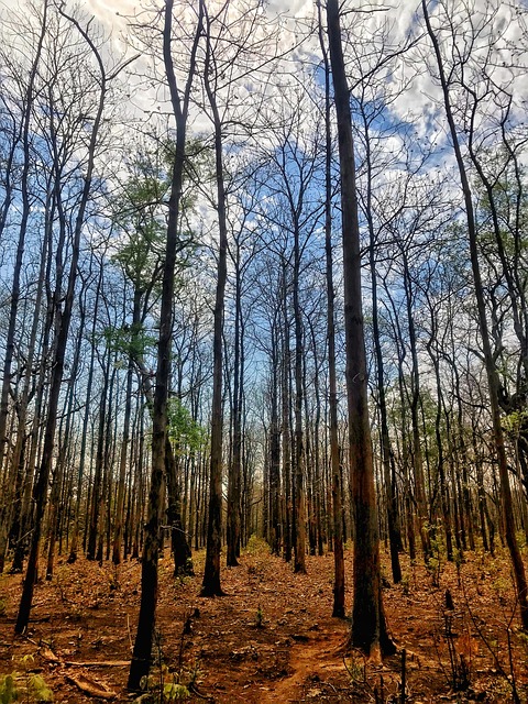 Free Forest Trees photo and picture