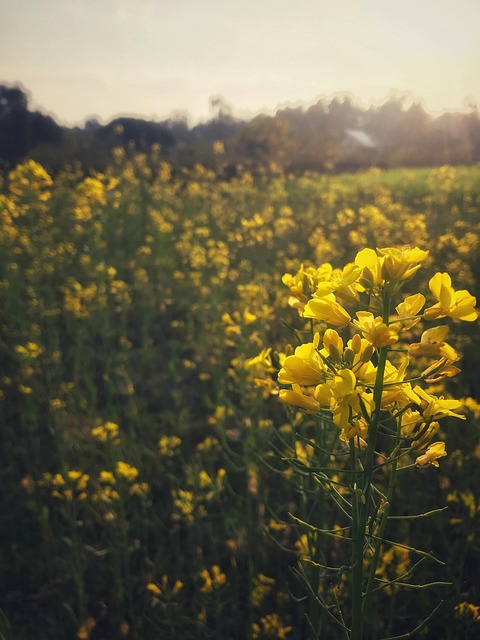 Free Grass Flower photo and picture