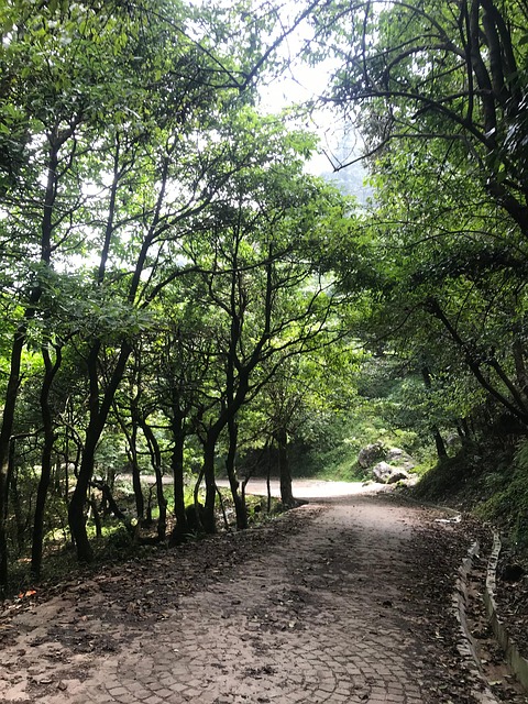 Free Forest Nature photo and picture
