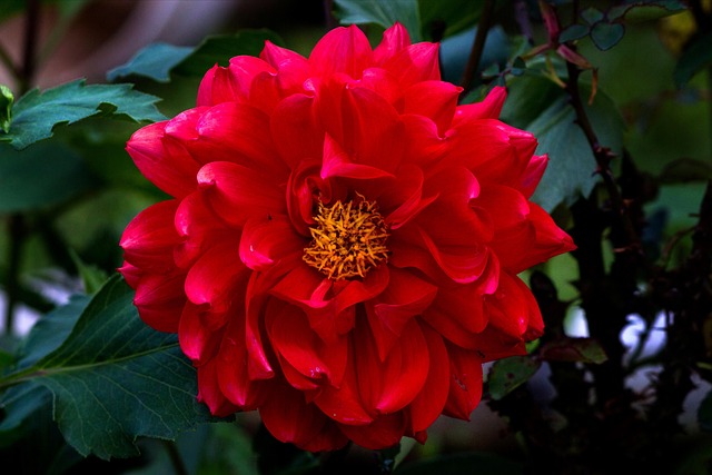 Free Dalia Flower photo and picture
