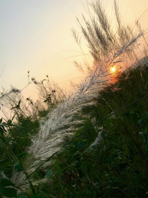 Free Sunset Meadows photo and picture
