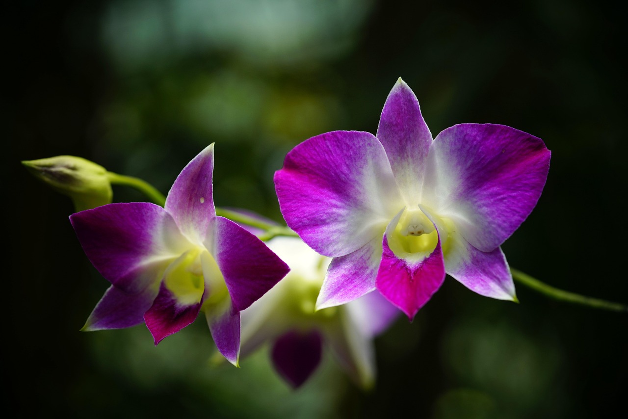 Hd Images Of Beautiful Orchid Flowers At Walter Abbott Blog