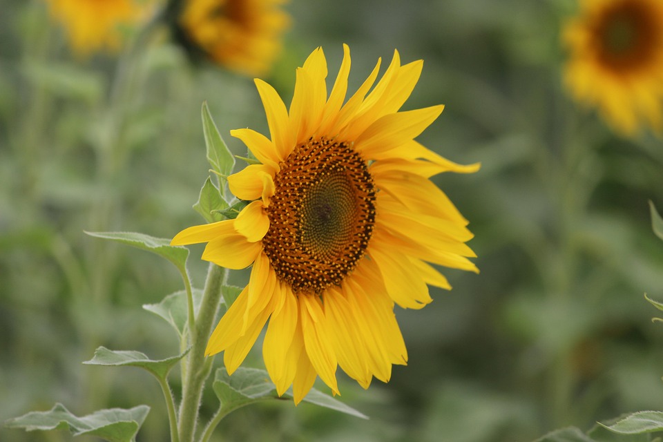 Sunflower Flower Yellow - Free photo on Pixabay - Pixabay