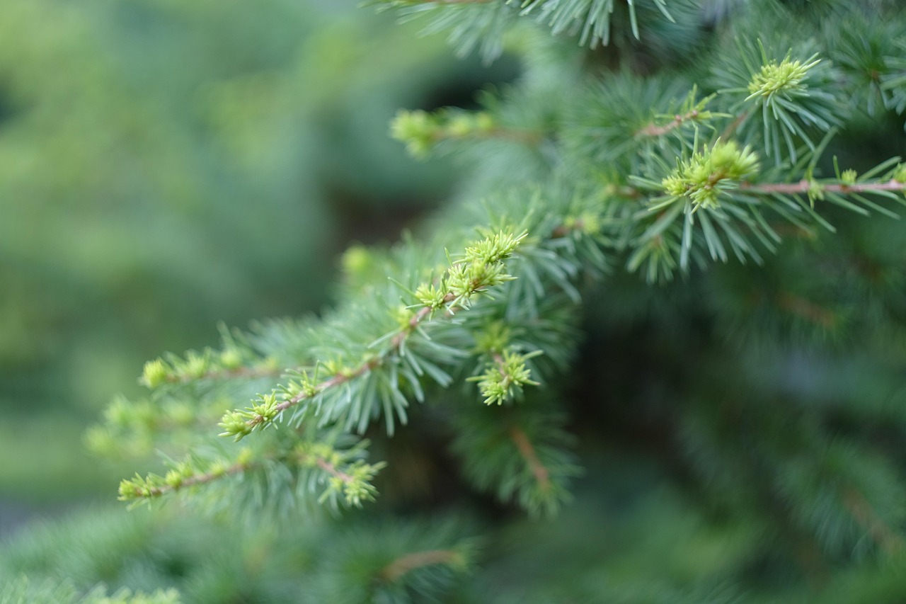 雪松 分支机构 植物 - Pixabay上的免费照片 - Pixabay