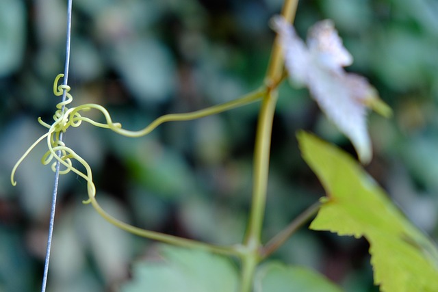 Free Grape Plant photo and picture
