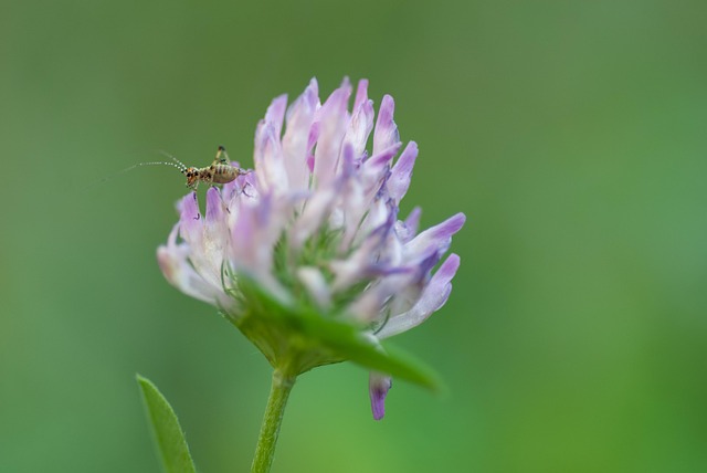 Free Macro Plant photo and picture