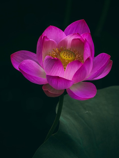 Lotus, Blomst Baggrund, Blomst