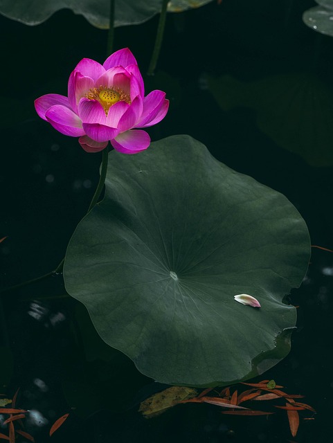 Lotus, Blomst Baggrund, Blomst