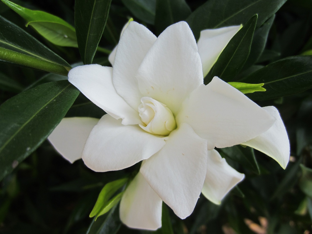 Sitemapcdatahttpsfoowindecoocom4 Images 1 Mot Fleur Blanche