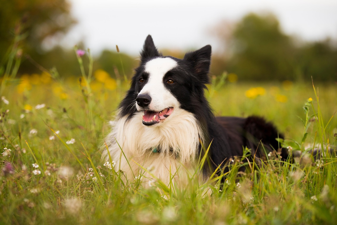 10 000 Free Cachorro Border Collie Border Collie Images Pixabay 10 000 Free Cachorro Border Collie Border Collie Images Pixabay
