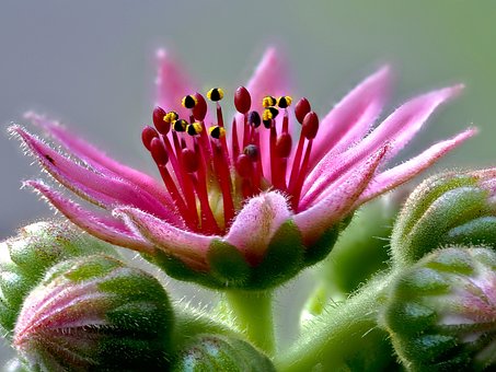 Huislook, Bloem, Planten, Natuur, Tuin