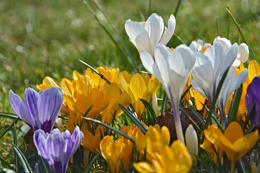 Free Crocus Vernus Flowers photo and picture
