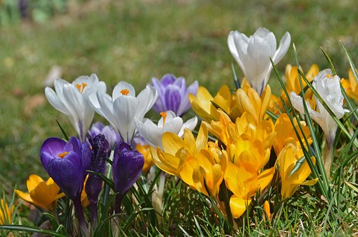 Free Crocus Vernus Flowers photo and picture