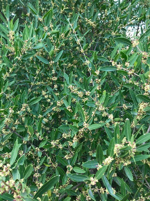 衬套 植物 灌木 - Pixabay上的免费照片 - Pixabay
